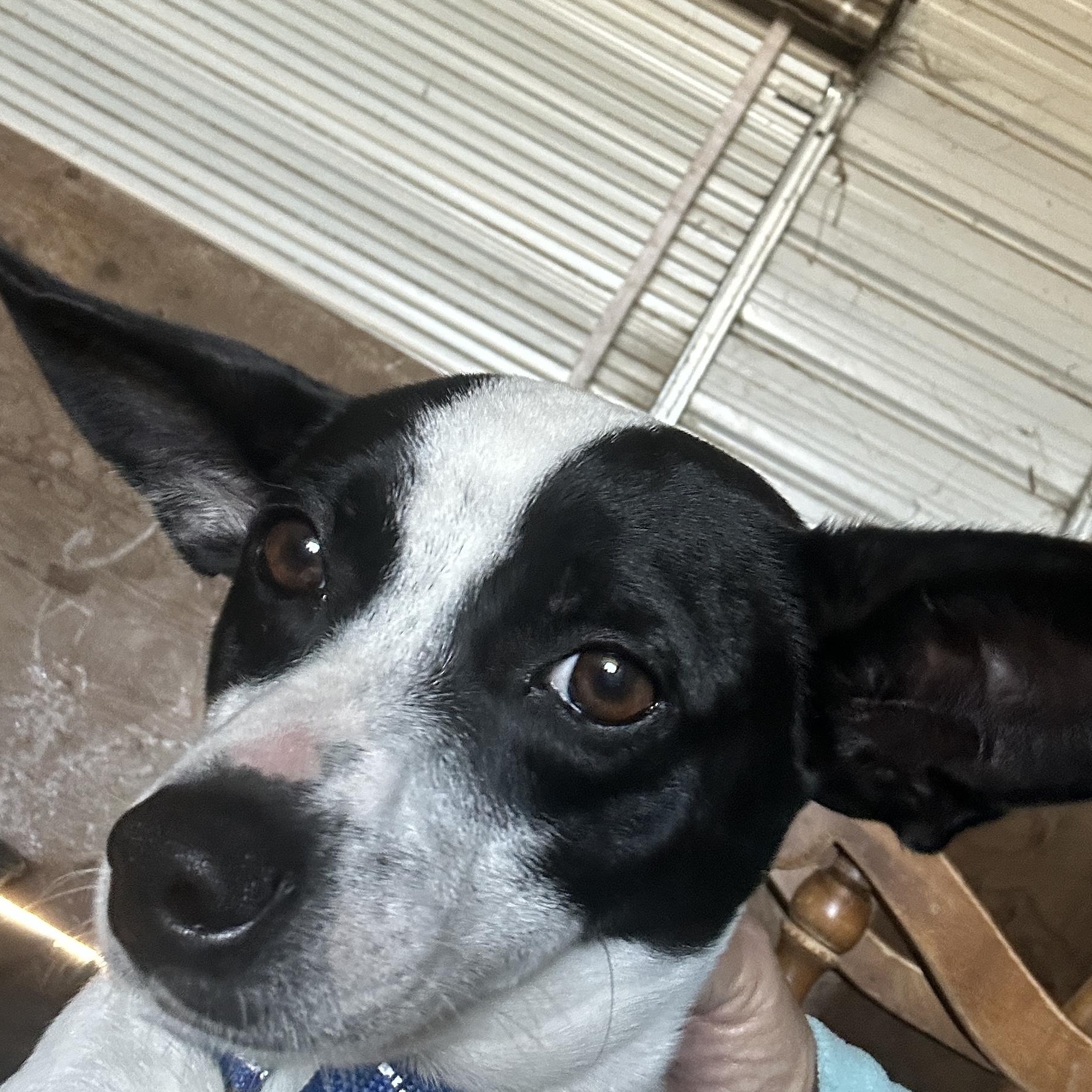 Panda, a ADOPTABLE mixed breed in Sheridan, OR image 4/5