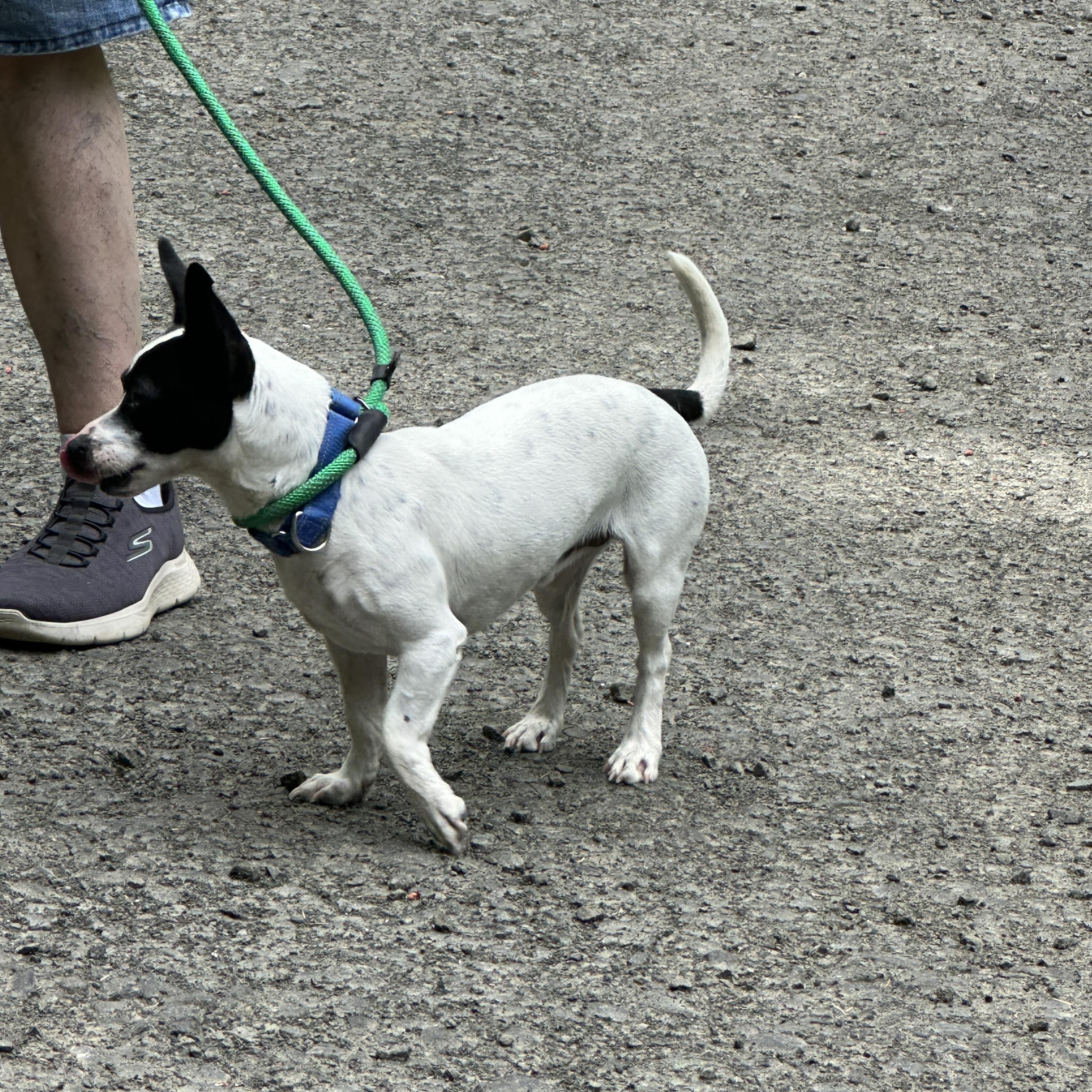 Panda, a ADOPTABLE mixed breed in Sheridan, OR image 2/5