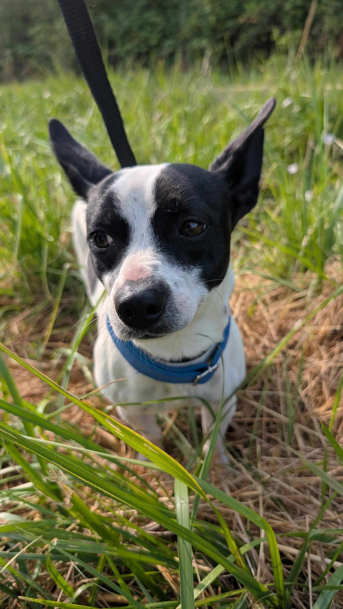 Panda, ADOPTABLE, Young Male Dachshund & Rat Terrier.