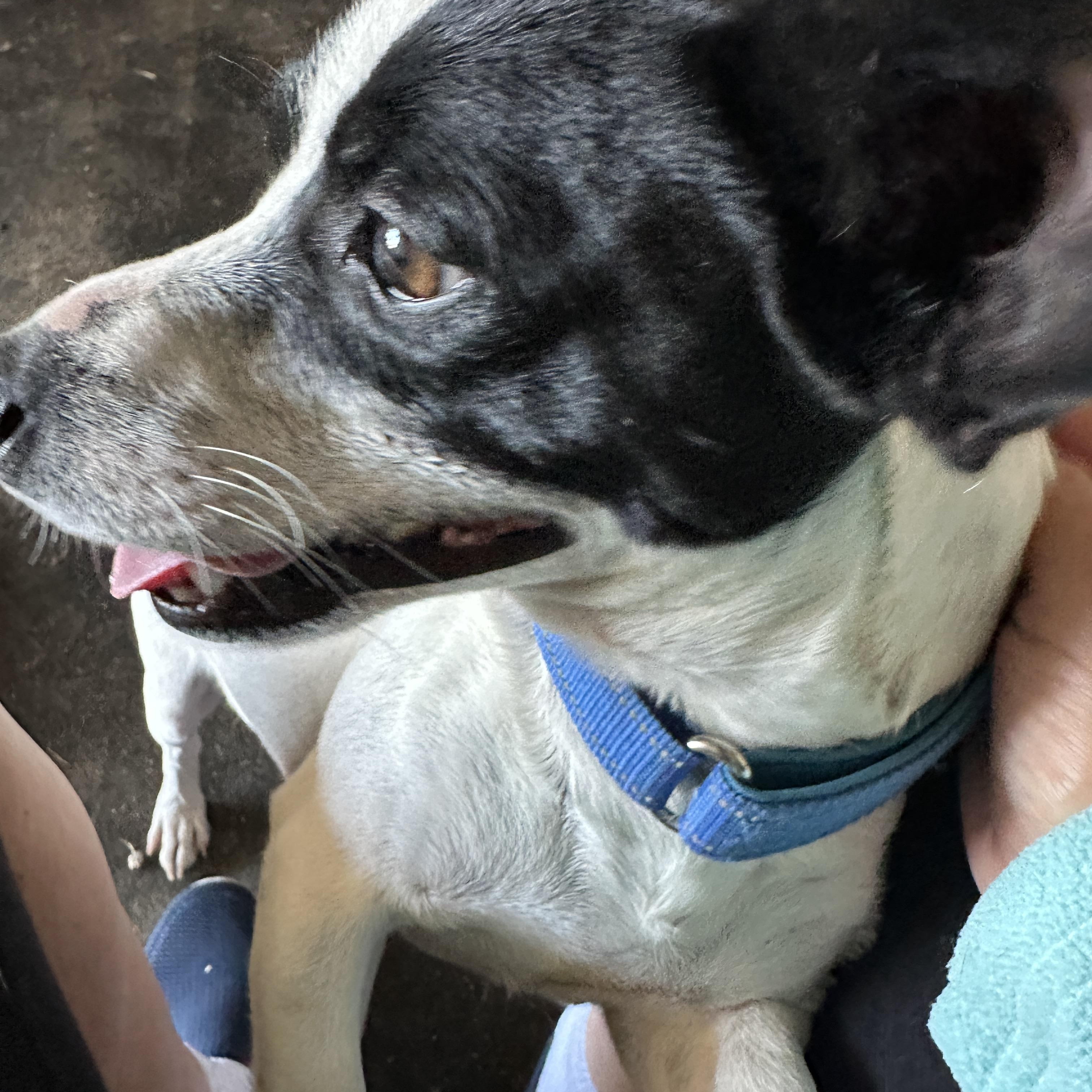 Panda, a ADOPTABLE mixed breed in Sheridan, OR image 5/5