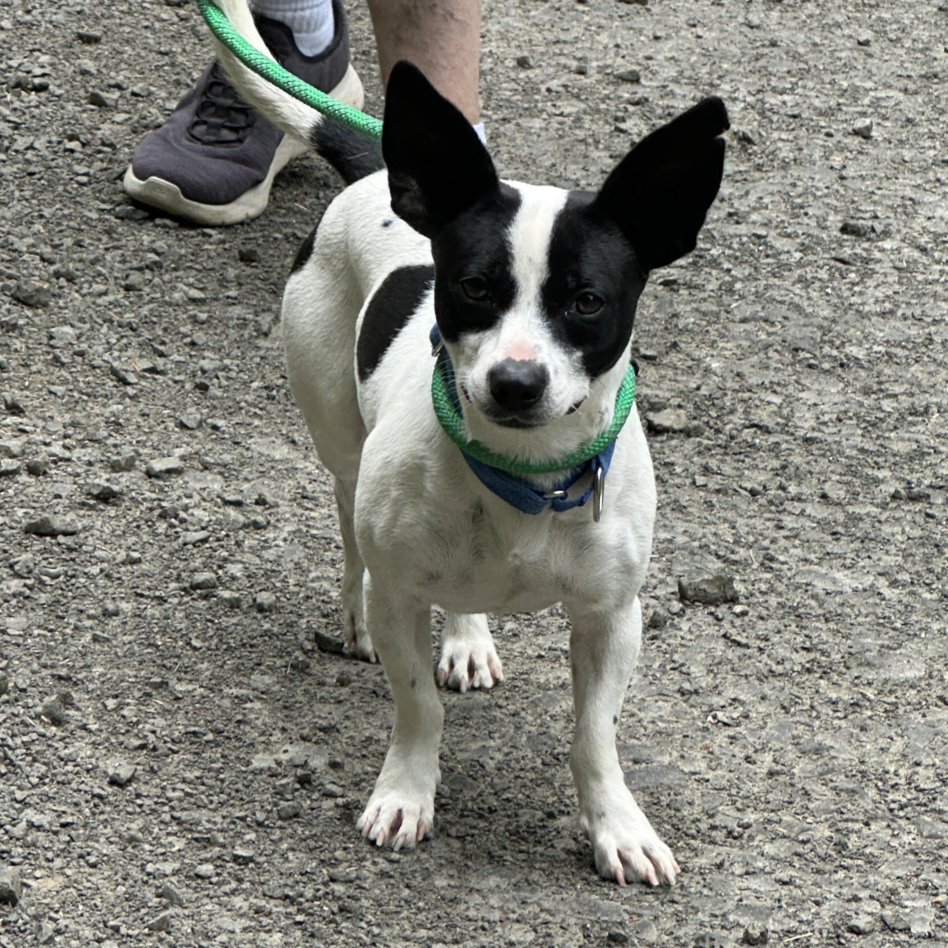 Panda, a ADOPTABLE mixed breed in Sheridan, OR image 3/5