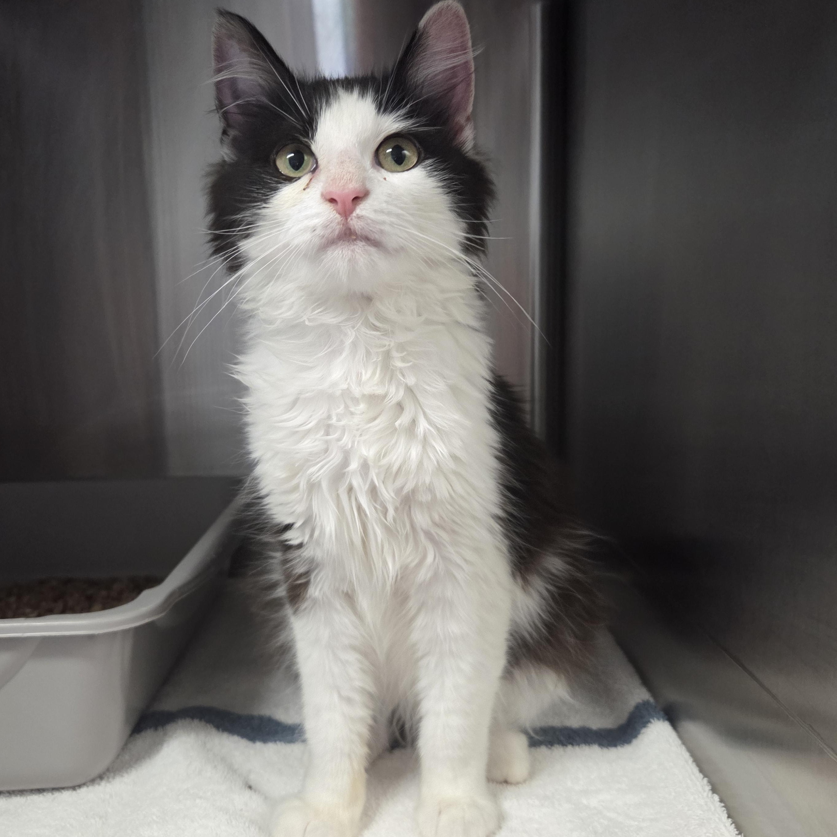 Surprise, adopted, Kitten Male Domestic Long Hair.