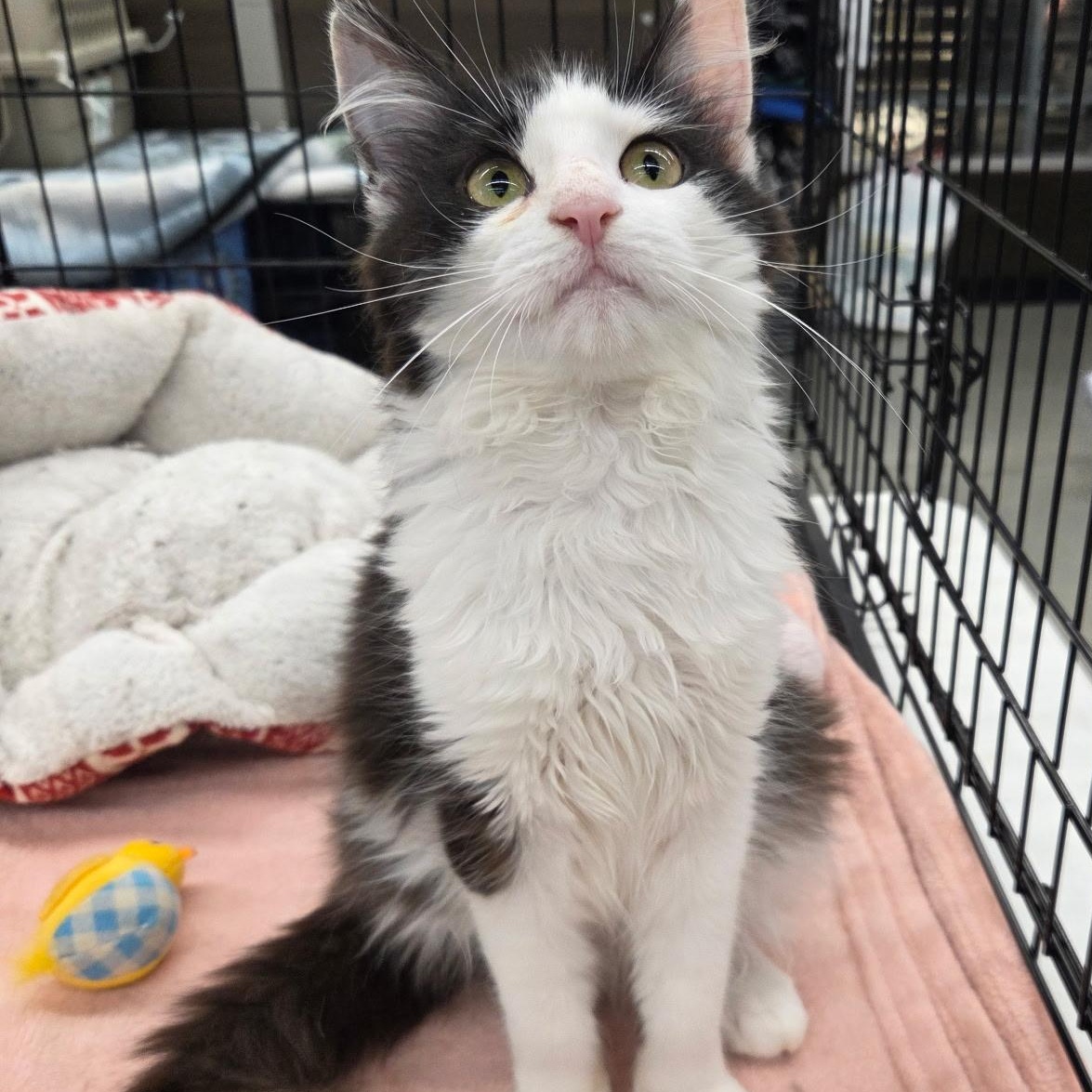 Surprise, an adopted Domestic Long Hair in Warwick, RI image 2/3