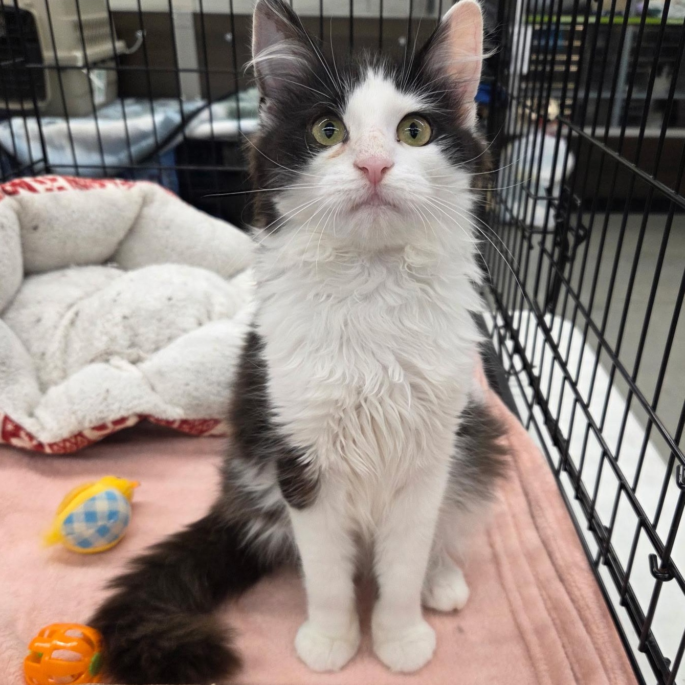Surprise, an adopted Domestic Long Hair in Warwick, RI image 3/3