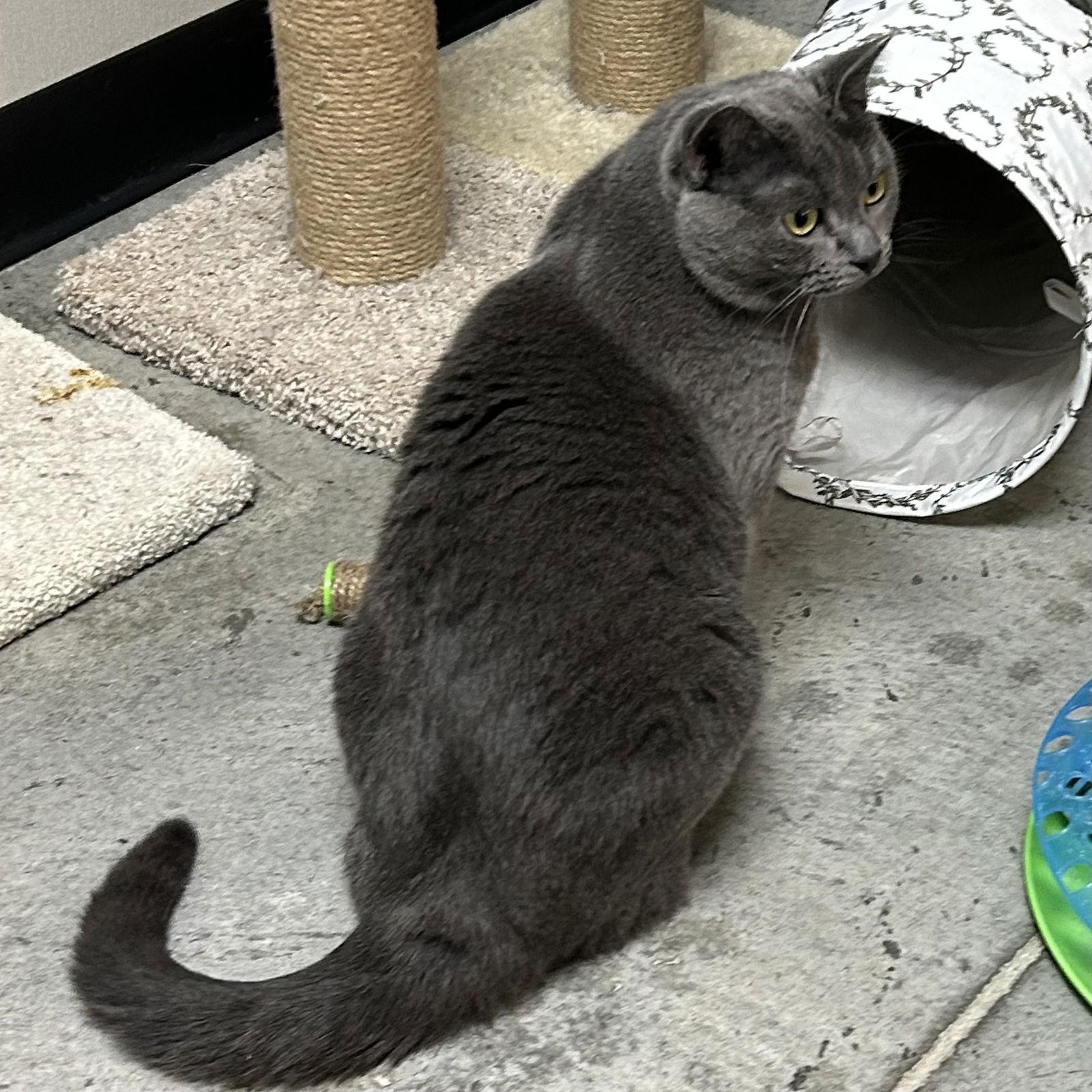 Angel, Adoptable, Young Female Domestic Short Hair.