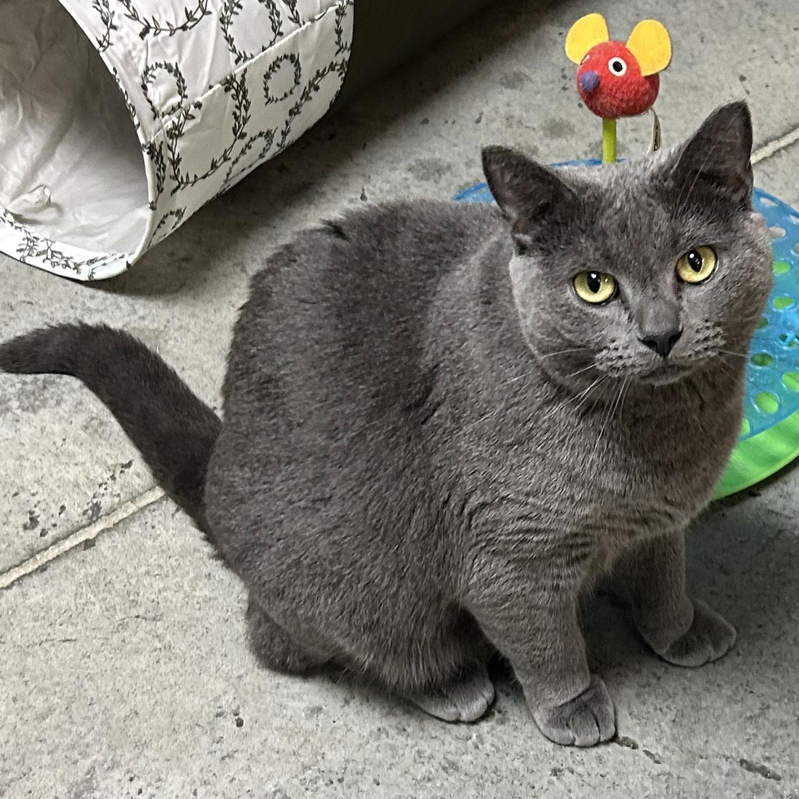 Enlarge Angel, a Adoptable Domestic Short Hair in Norwood, OH image 2/3