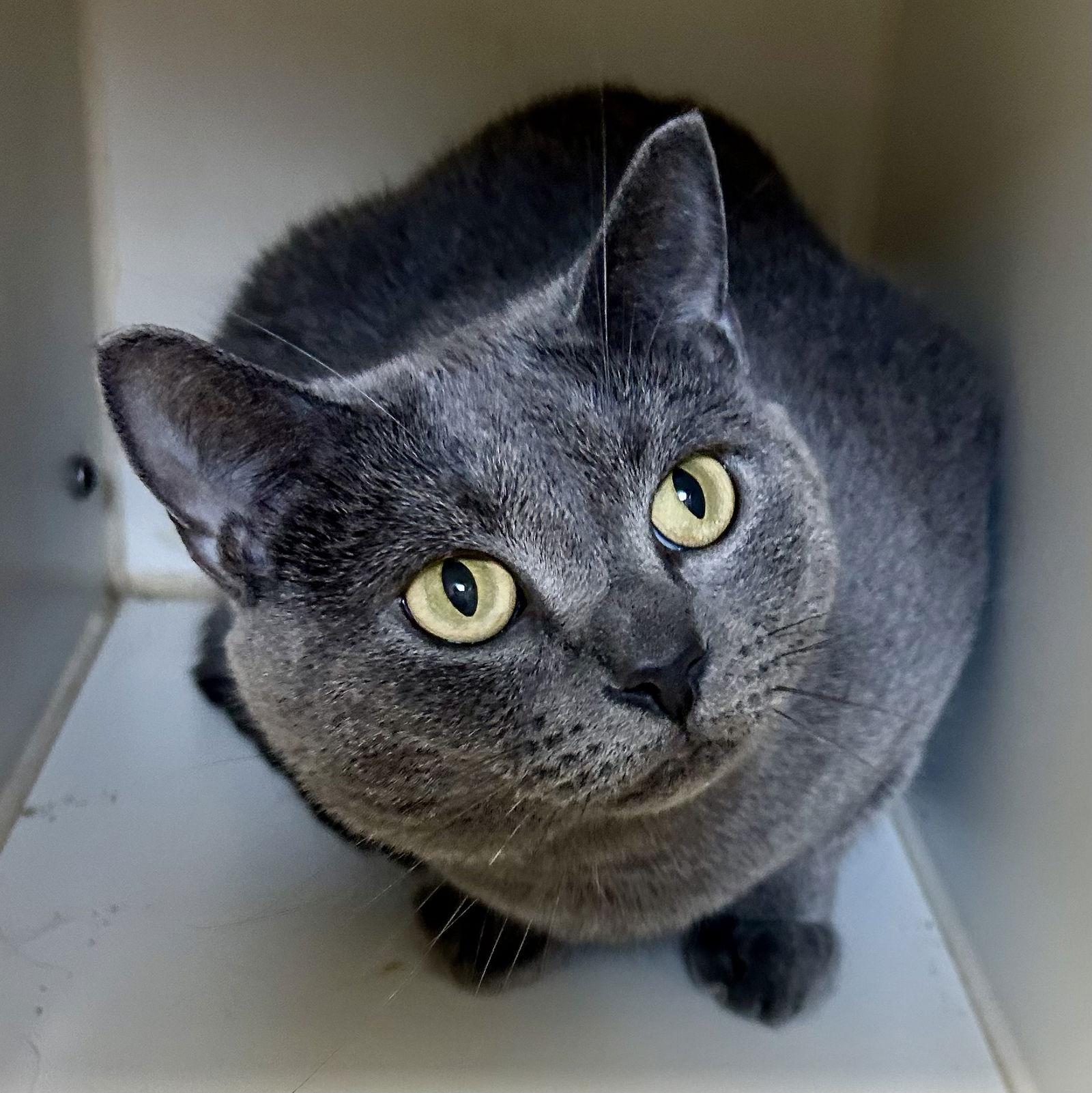 Enlarge Angel, a Adoptable Domestic Short Hair in Norwood, OH image 3/3