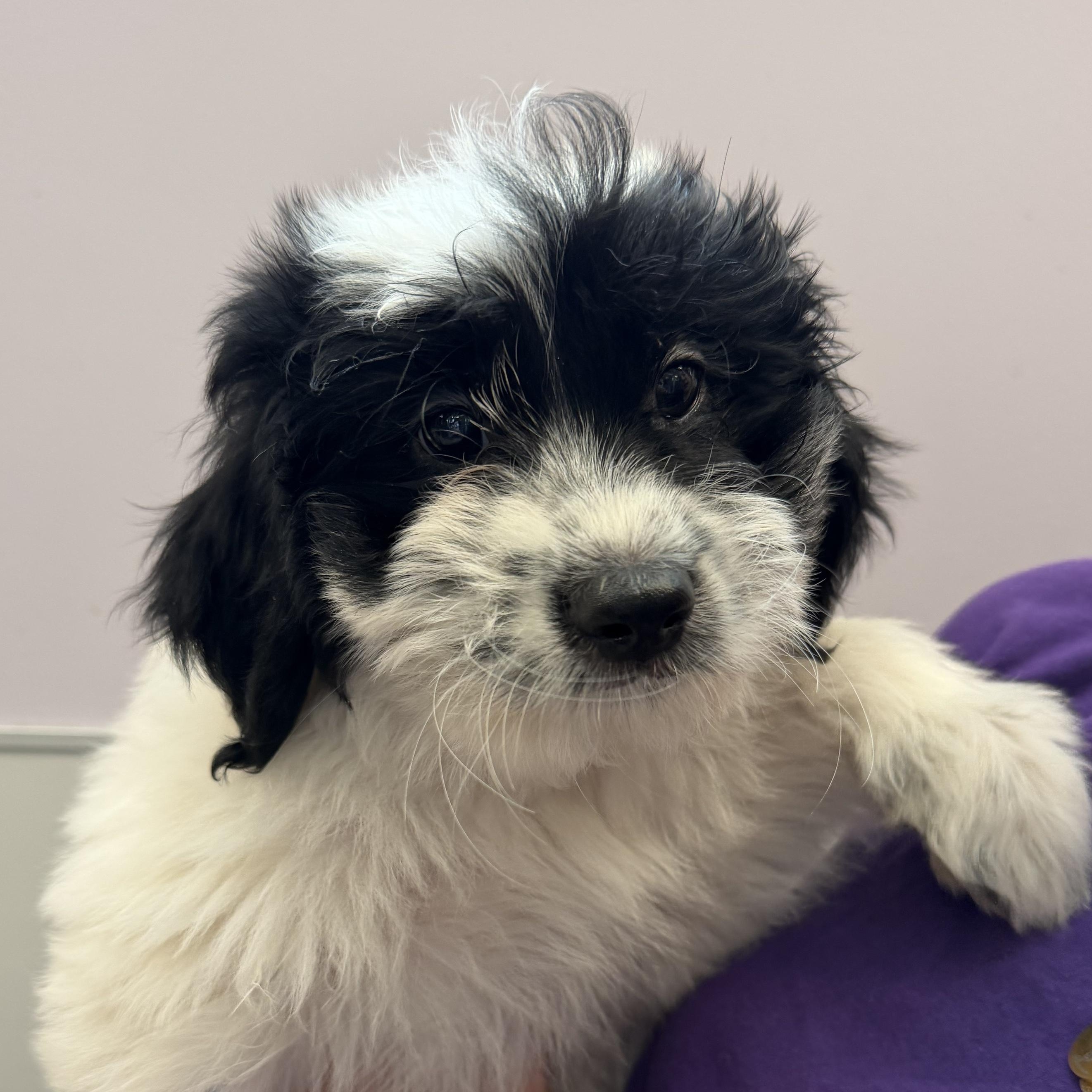 Enlarge Nerd, an adopted Mixed Breed in Cooperstown, NY image 1/1