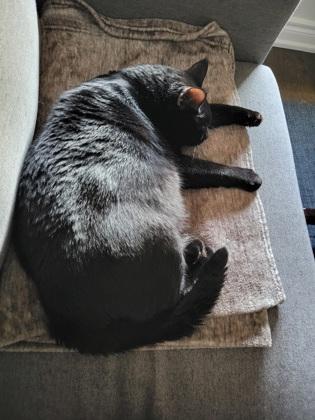 Enlarge Toothless, a ADOPTABLE Domestic Short Hair in Toronto, ON image 2/2