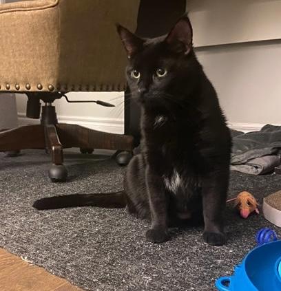 Toothless, ADOPTABLE, Adult Male Domestic Short Hair.