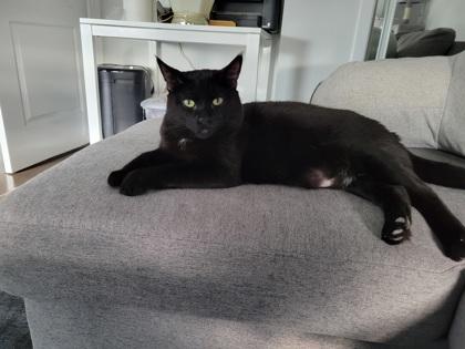 Toothless, ADOPTABLE, Adult Male Domestic Short Hair.