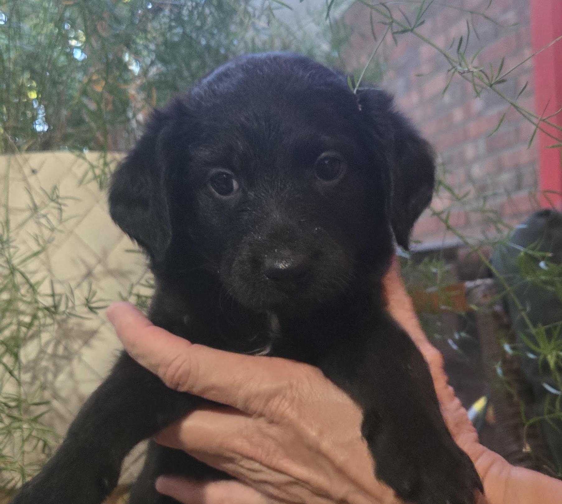 Enlarge Nolan, a Adopted mixed breed in Cumming, GA image 1/1