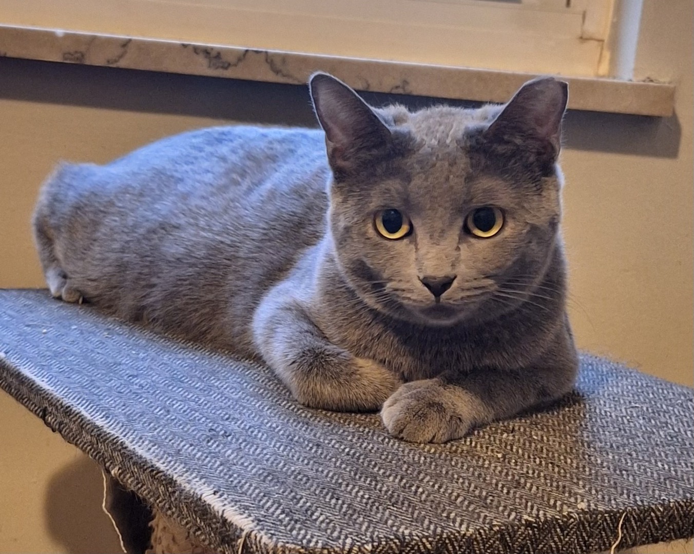 Enlarge Rory & Lorelai, a Adoptable Domestic Short Hair in Cincinnati, OH image 2/3