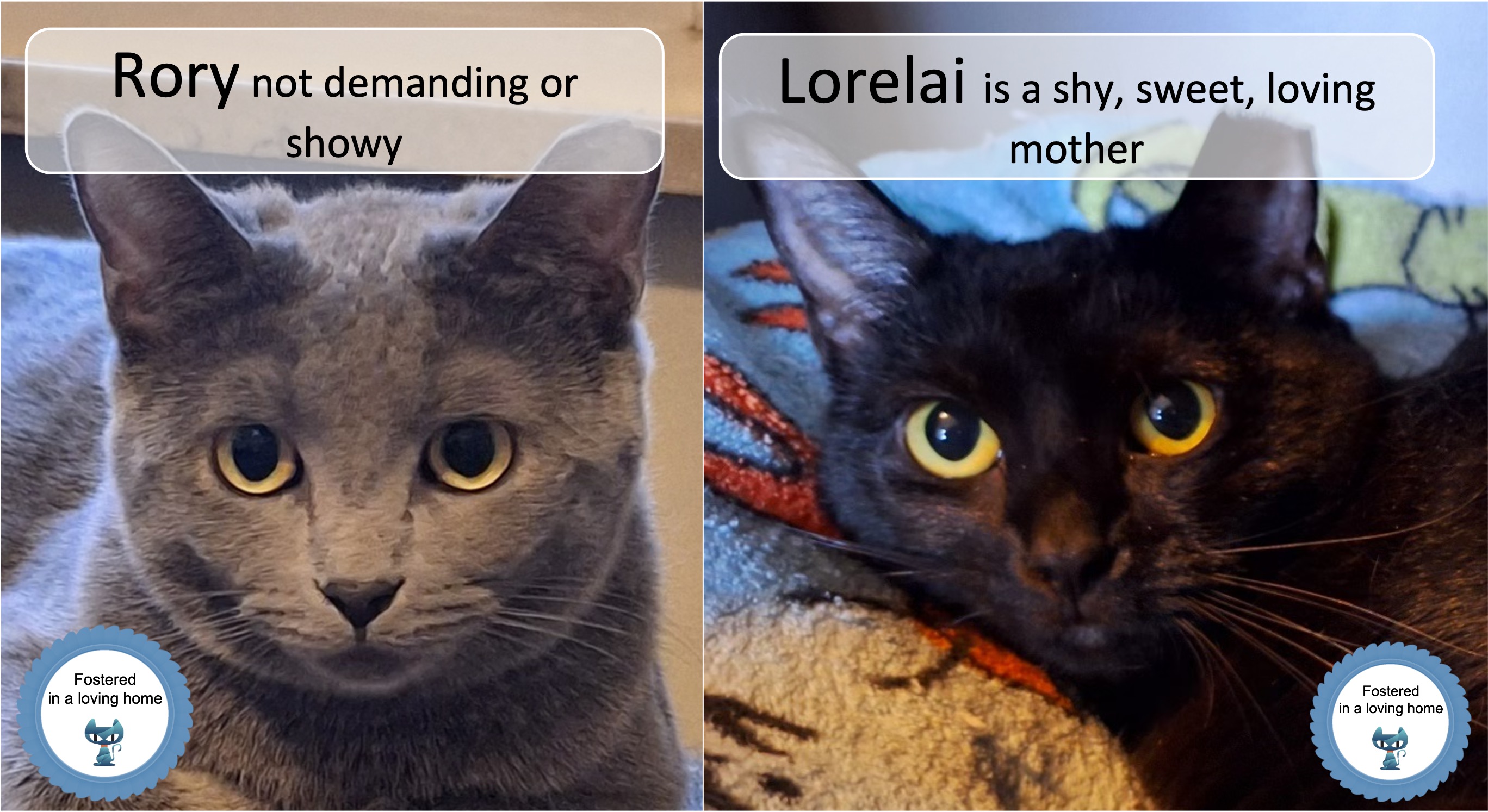 Enlarge Rory & Lorelai, a Adoptable Domestic Short Hair in Cincinnati, OH image 1/3
