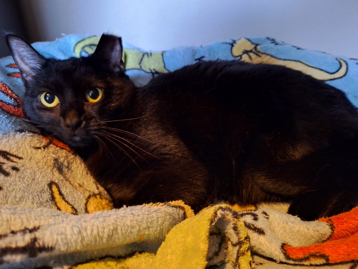 Enlarge Rory & Lorelai, a Adoptable Domestic Short Hair in Cincinnati, OH image 3/3