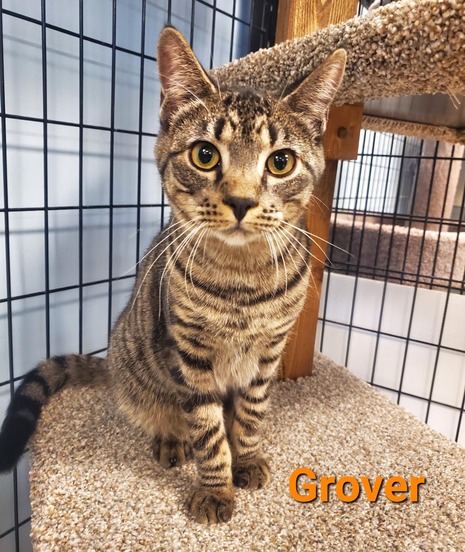 Grover, Adoptable, Adult Male Tabby.