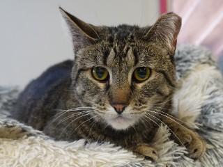 Melva, a Adoptable mixed breed in Anaconda, MT image 1/6