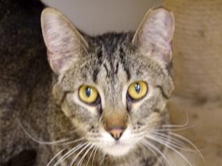 Melva, an adoptable Domestic Short Hair, Tabby in Anaconda, MT, 59711 | Photo Image 1