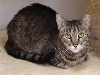 Melva, an adoptable Domestic Short Hair, Tabby in Anaconda, MT, 59711 | Photo Image 2