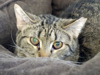 Melva, an adoptable Domestic Short Hair, Tabby in Anaconda, MT, 59711 | Photo Image 4