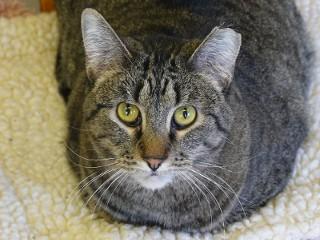 Melva, Adoptable, Adult Female Domestic Short Hair & Tabby.