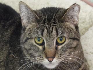 Melva, Adoptable, Adult Female Domestic Short Hair & Tabby.