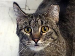 Melva, an adoptable Domestic Short Hair, Tabby in Anaconda, MT, 59711 | Photo Image 3