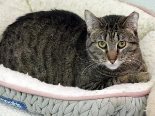 Melva, a Adoptable mixed breed in Anaconda, MT image 2/6