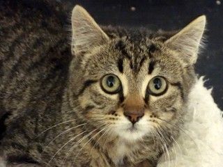 Melva, an adoptable Domestic Short Hair, Tabby in Anaconda, MT, 59711 | Photo Image 5