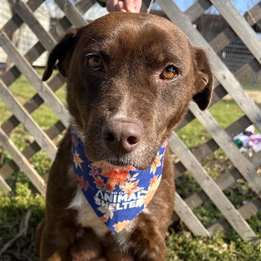 Bambi, Adoptable, Adult Female Labrador Retriever.