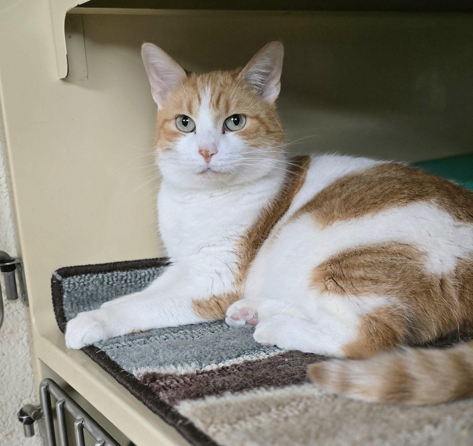 Lady*AT PETSMART*, a Adoptable Domestic Short Hair in New Castle, PA image 1/6