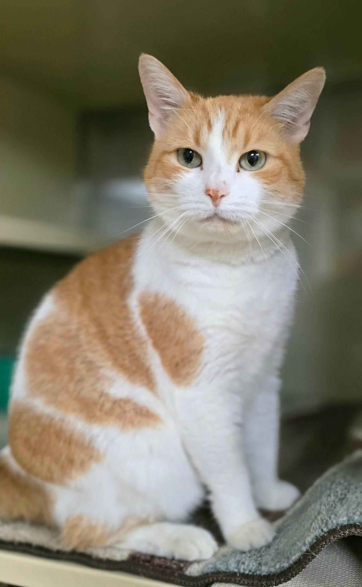 Lady*AT PETSMART*, a Adoptable Domestic Short Hair in New Castle, PA image 2/6