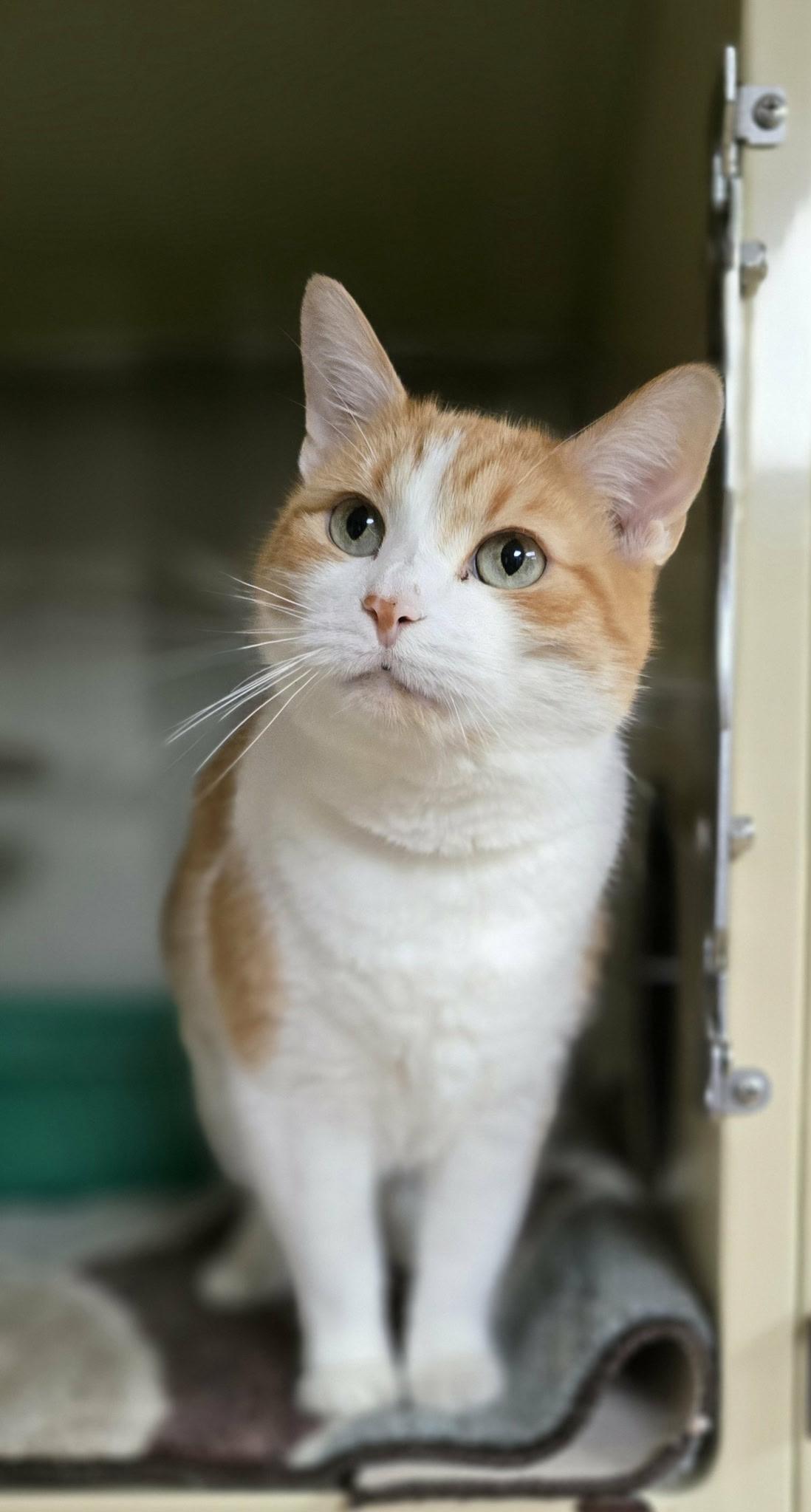 Lady*AT PETSMART*, a Adoptable Domestic Short Hair in New Castle, PA image 3/6