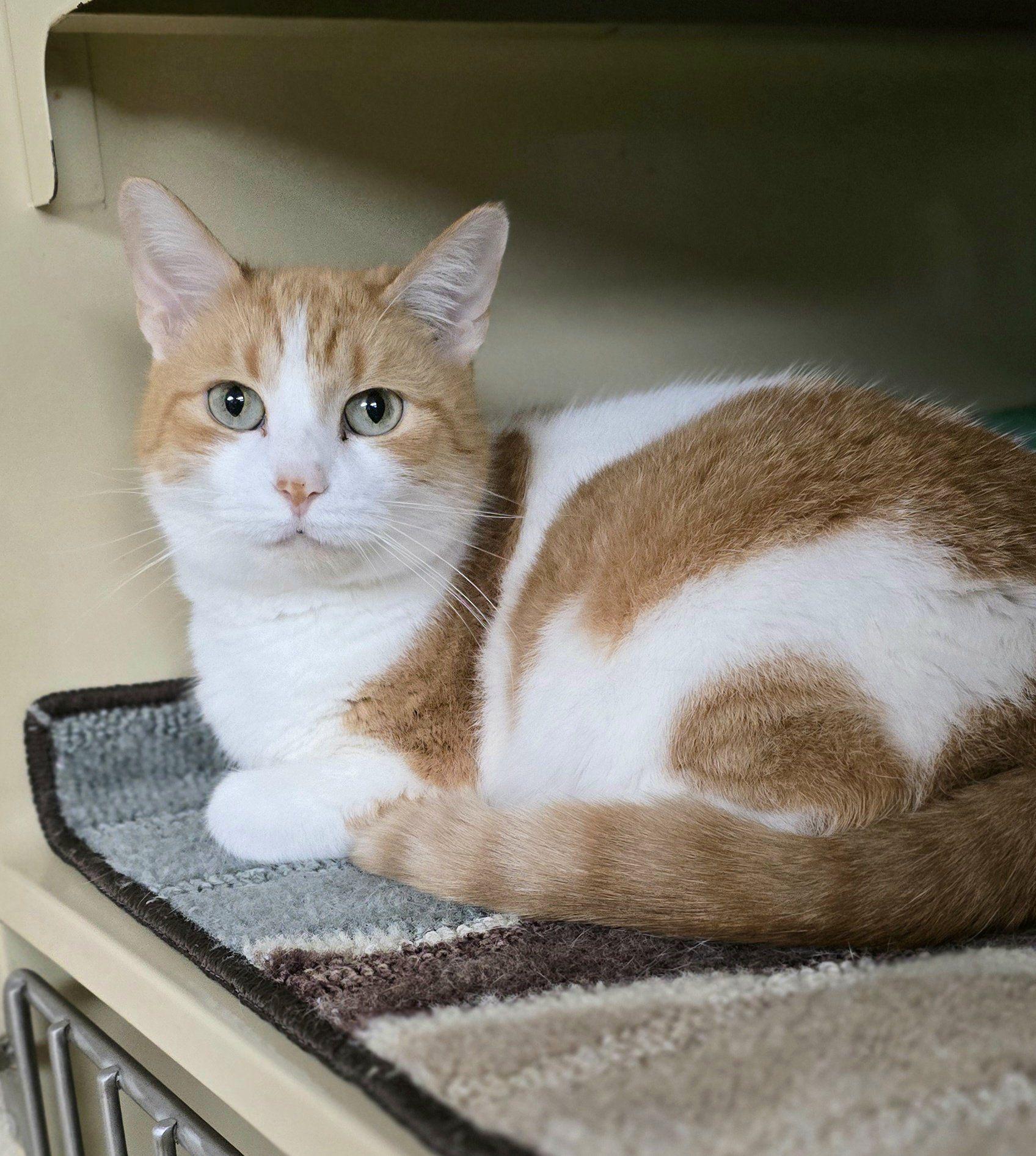 Lady*AT PETSMART*, a Adoptable Domestic Short Hair in New Castle, PA image 4/6