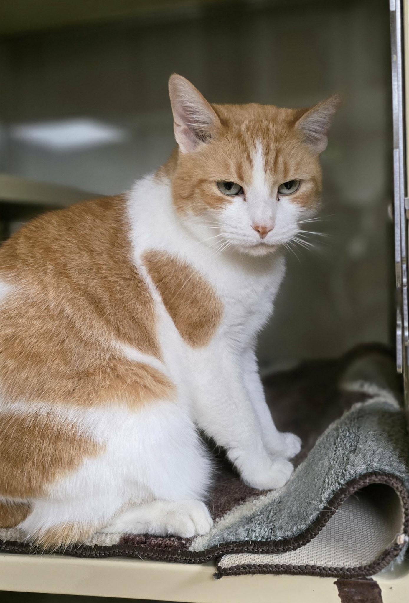 Lady*AT PETSMART*, a Adoptable Domestic Short Hair in New Castle, PA image 5/6