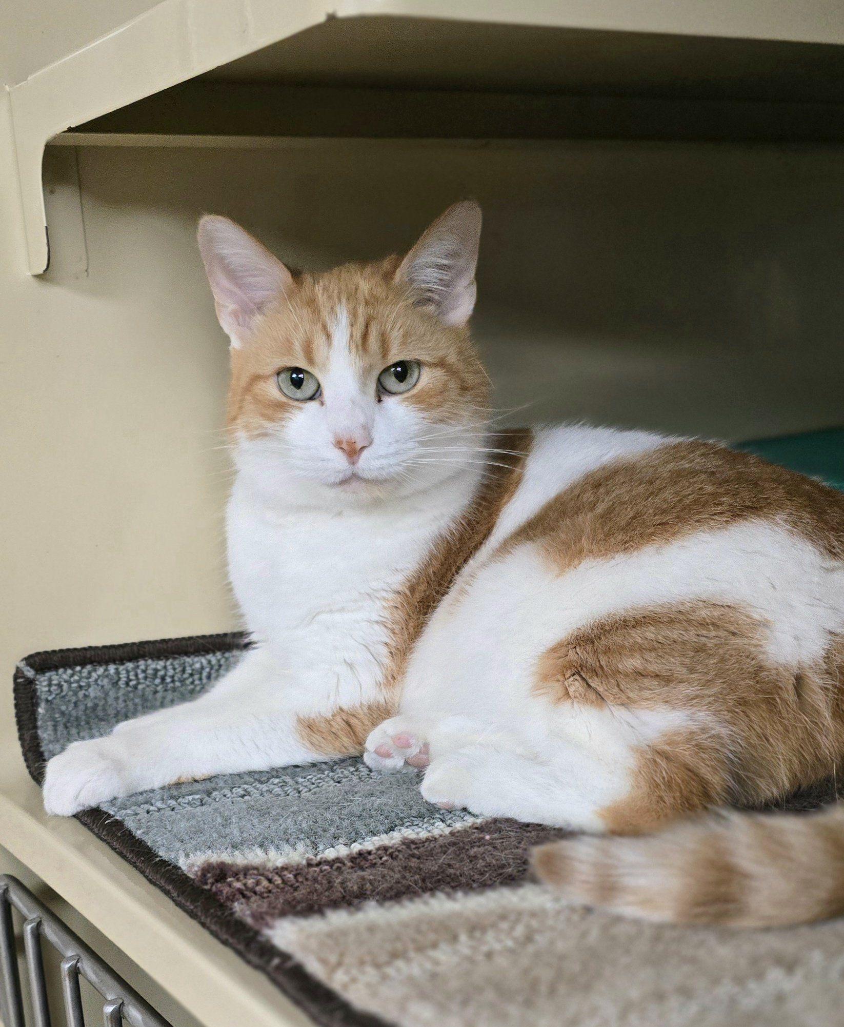 Lady*AT PETSMART*, a Adoptable Domestic Short Hair in New Castle, PA image 6/6