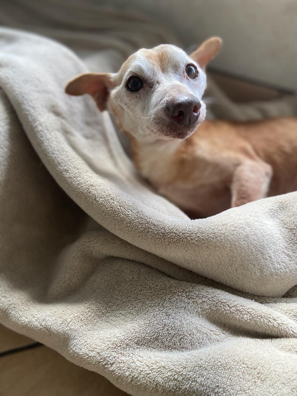 nachito, a Adoptable Chihuahua in Brea, CA image 1/6