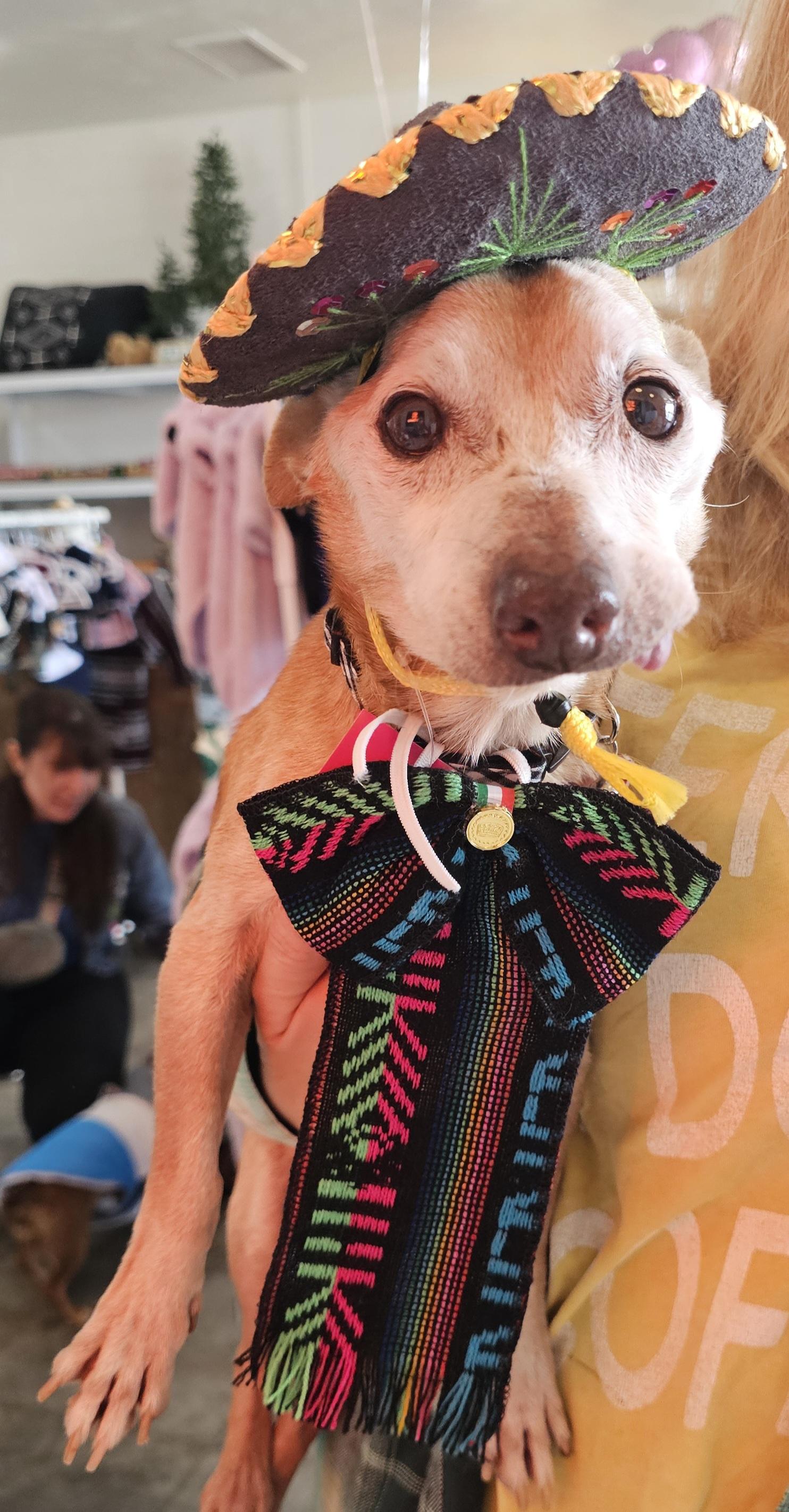 nachito, a Adoptable Chihuahua in Brea, CA image 2/6