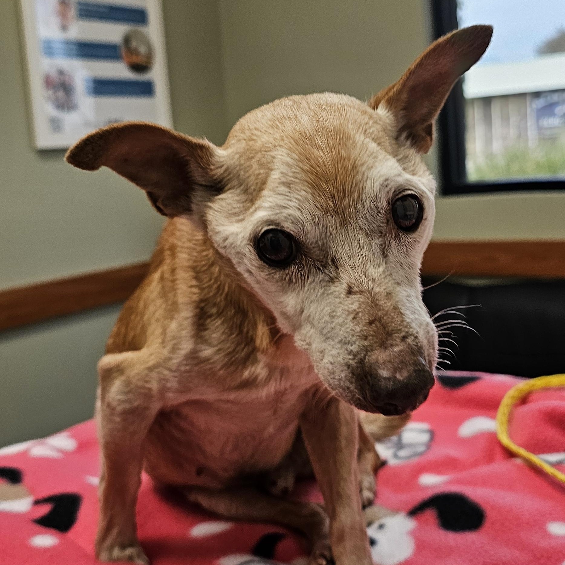 nachito, a Adoptable Chihuahua in Brea, CA image 3/6
