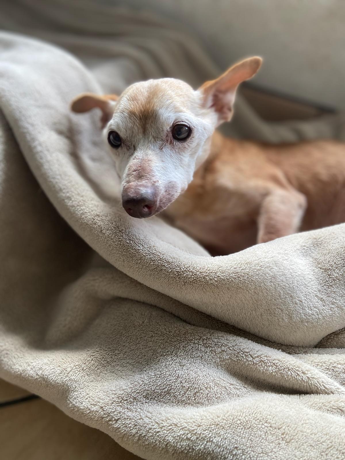 nachito, a Adoptable Chihuahua in Brea, CA image 4/6