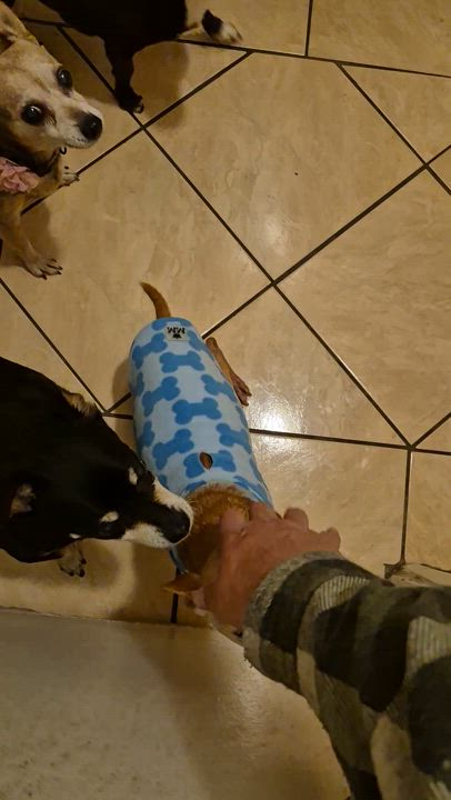 Enlarge nachito, a Adoptable Chihuahua in Brea, CA video 5/6