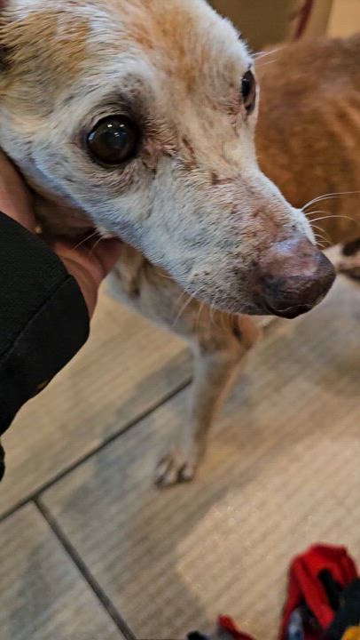 Enlarge nachito, a Adoptable Chihuahua in Brea, CA video 6/6