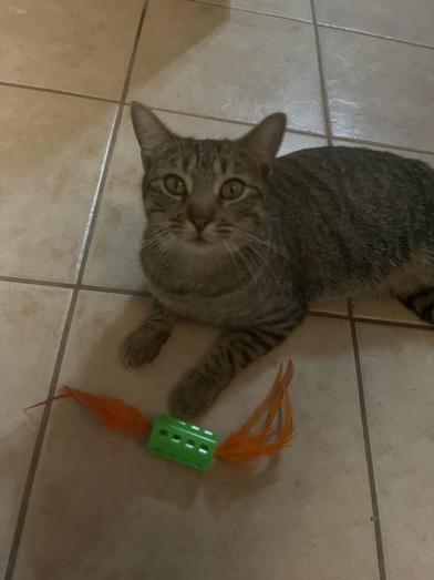 Enlarge Monkey, a Adoptable Domestic Short Hair in Boise, ID image 3/3