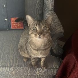 Enlarge Monkey, a Adoptable Domestic Short Hair in Boise, ID image 1/3