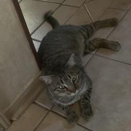 Enlarge Monkey, a Adoptable Domestic Short Hair in Boise, ID image 2/3