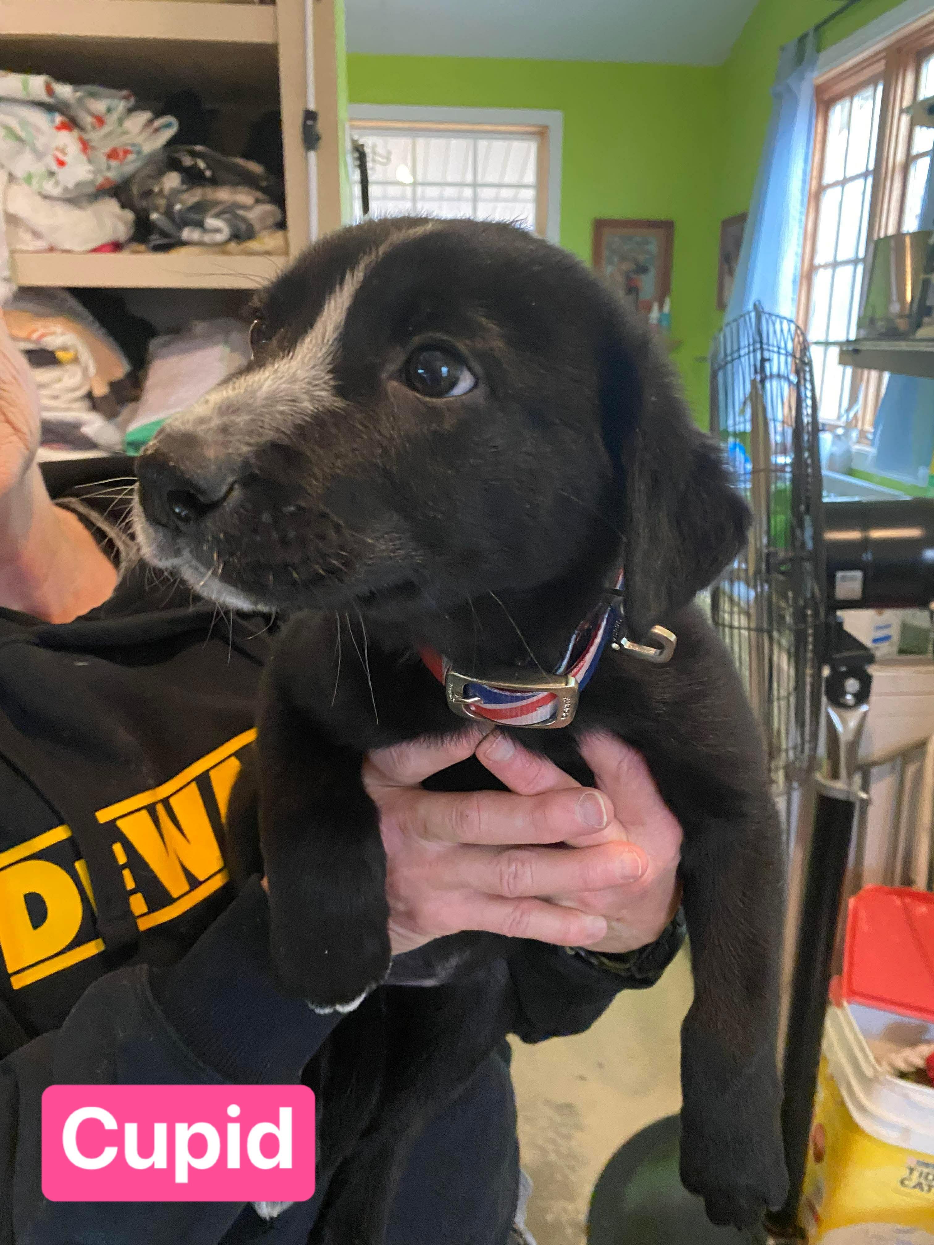 Enlarge Cupid (7wk PUPPY), an adopted mixed breed in Greeneville, TN image 4/5