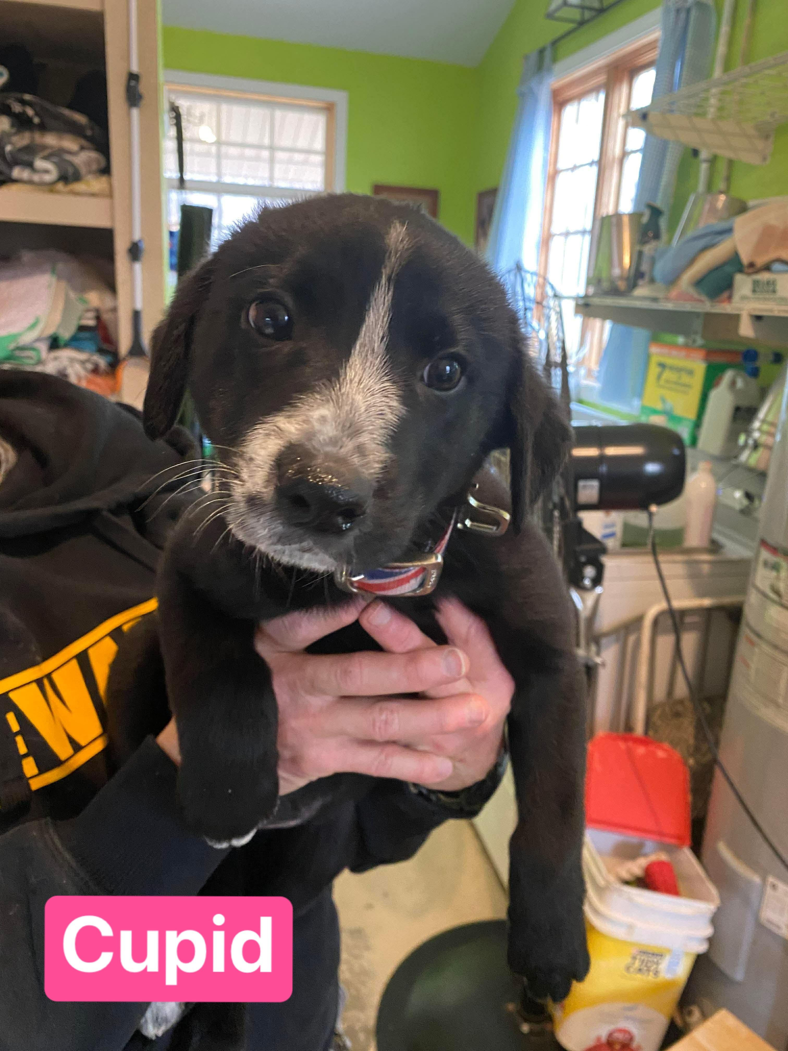 Cupid (7wk PUPPY), adopted, Puppy Female German Shepherd Dog.