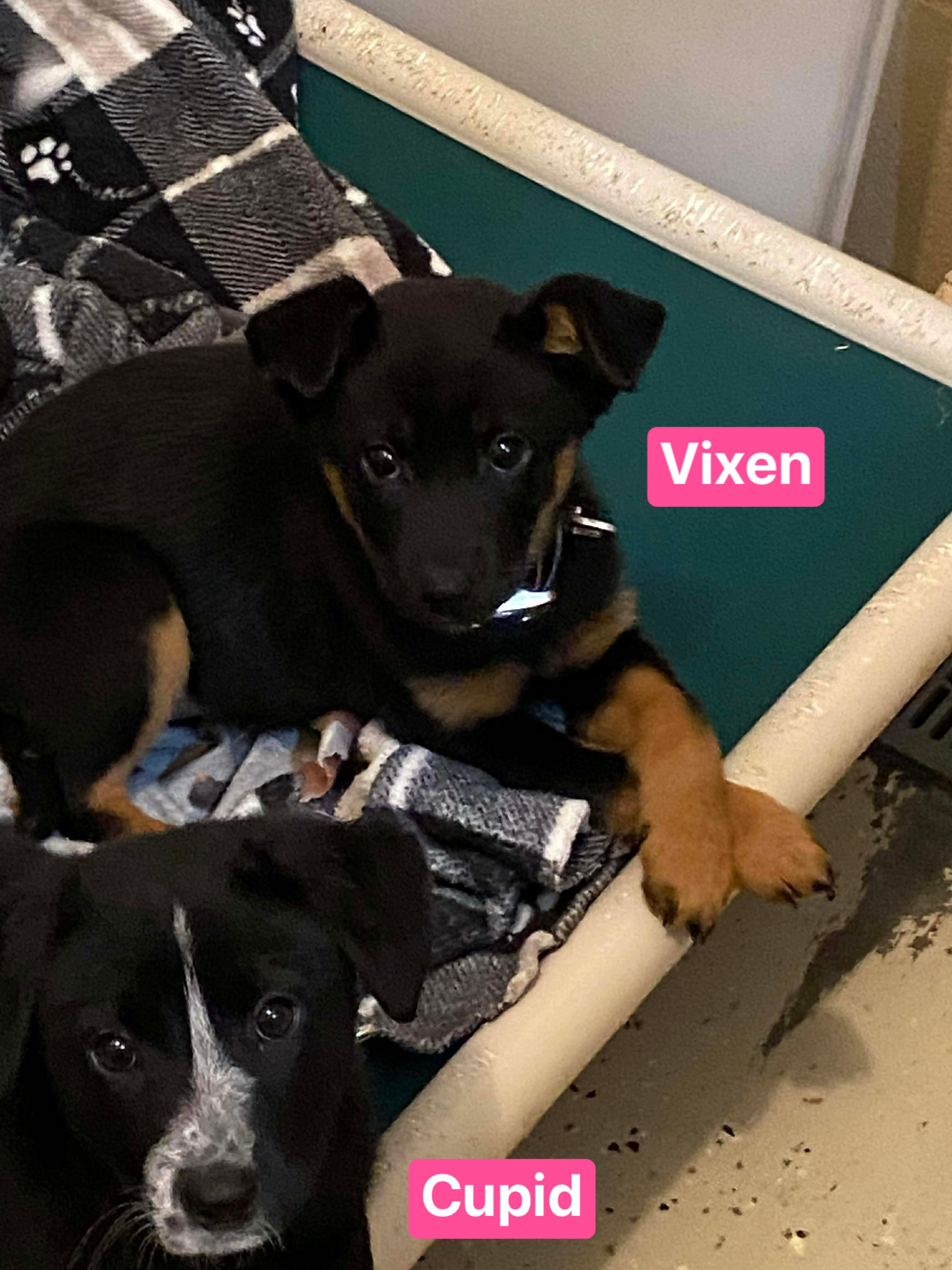 Enlarge Cupid (7wk PUPPY), an adopted mixed breed in Greeneville, TN image 5/5