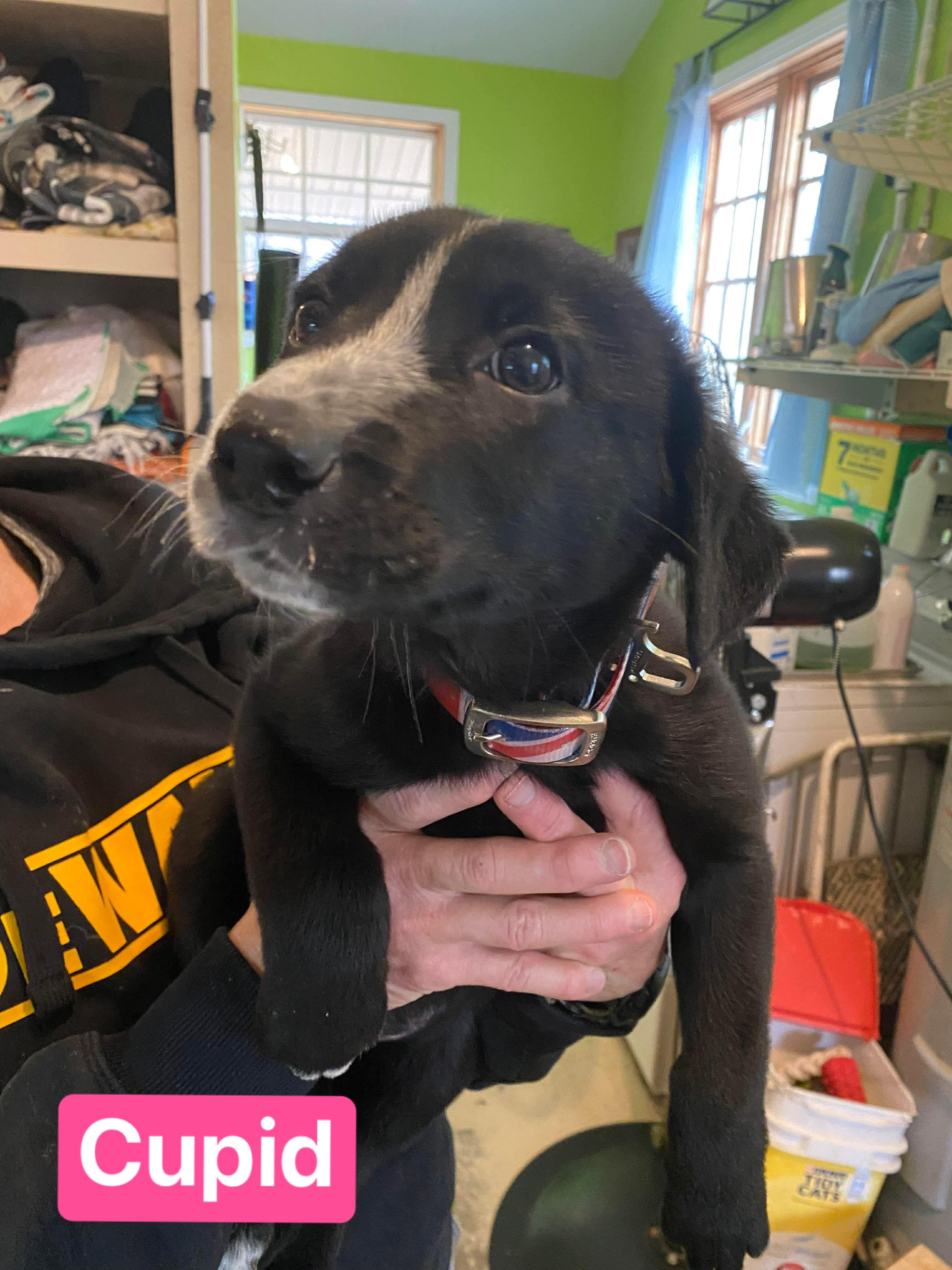 Enlarge Cupid (7wk PUPPY), an adopted mixed breed in Greeneville, TN image 3/5