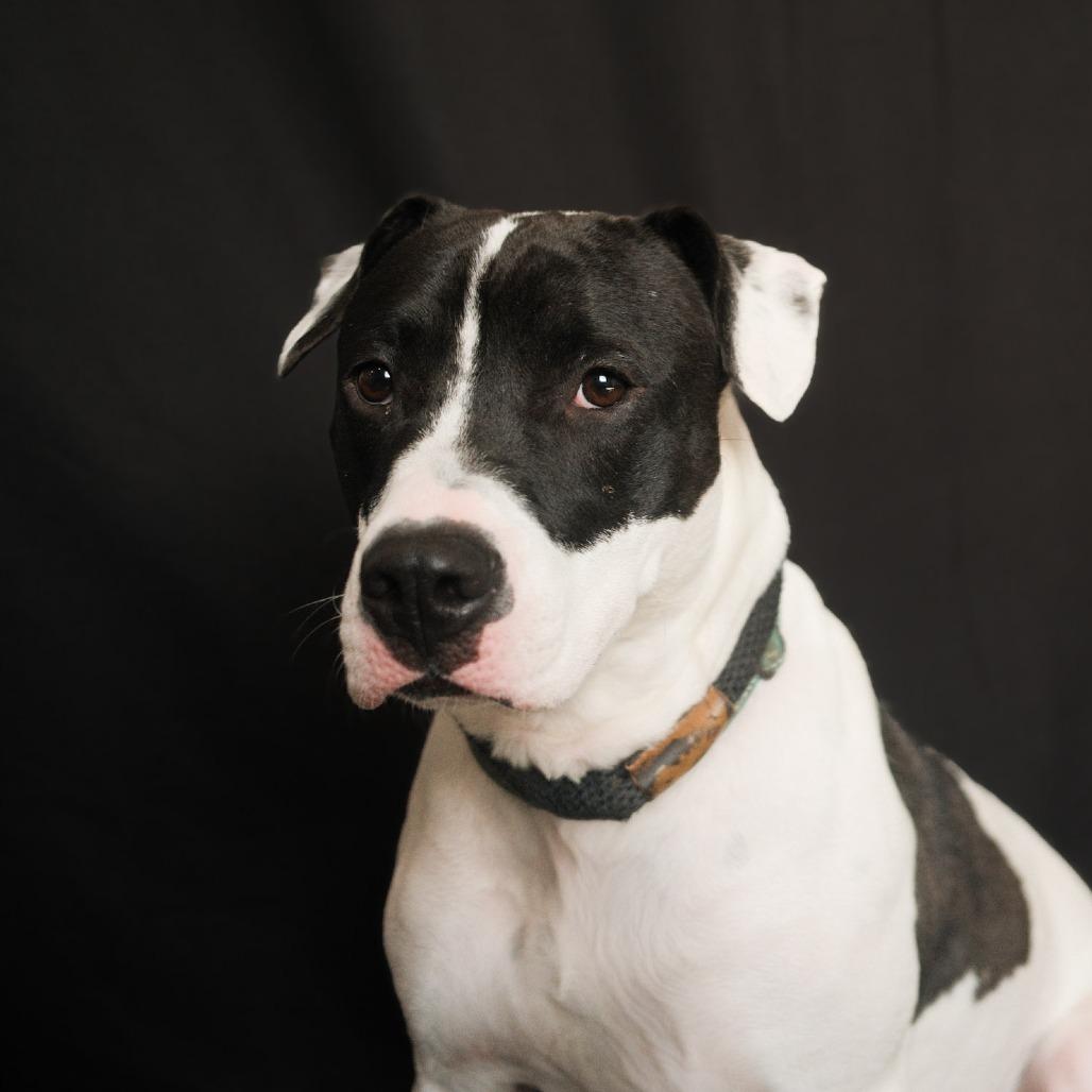 Evie, Adoptable, Adult Female American Staffordshire Terrier & Boxer.